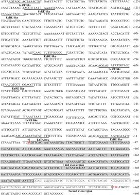 The Response of the Estrogen-Related Receptor to 20-Hydroxyecdysone in Bombyx mori: Insight Into the Function of Estrogen-Related Receptor in Insect 20-Hydroxyecdysone Signaling Pathway